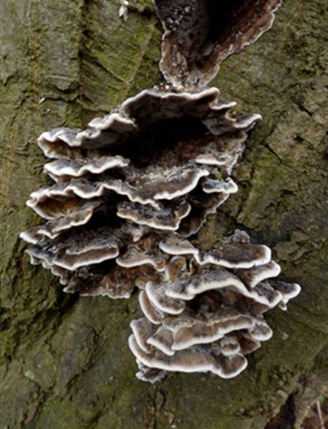 Cluster of brackets within a compression fork on hornbeam in Pishiobury Park, Hertfordshire